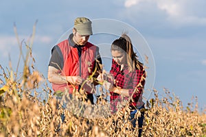 Farmers in soybean fields before harvest