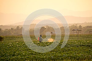 Farmers are spraying pesticides in potato fields