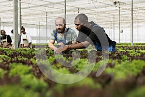 Farmers stamping out leafy greens pests