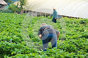 Farmers in strawberry field at Aden farm, Mon Jam, Chiang Mai - northern Thailand