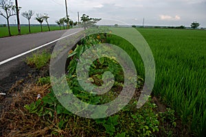 Farmers in Taiwan often cherish land and plants in the lowlands beside the ditch!
