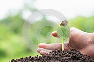 Farmers take hands to protect and care for seedlings. Seedlings are growing from abundant soil. Environment concept in earth day