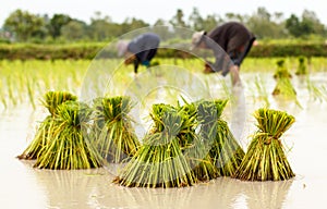Farmers in thailand traditional thai rice growth
