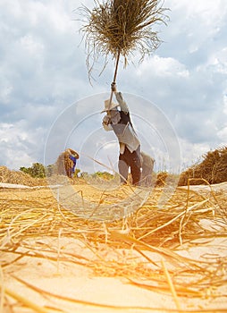 Farmers are throwing rice on the floor to keep the grain from fa