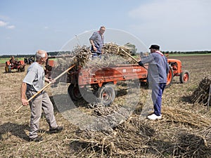 Farmers in traditional clothing work with wheat sheaves in the n