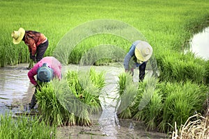 Farmers transplant rice seedlings on the fields in rainy season