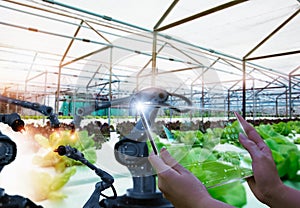 Farmers use futuristic tablet to inspect robotic arm harvest produce and monitor agricultural product vegetable farm,concept