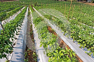 Farmers use plastic films for weed control in chilli garden