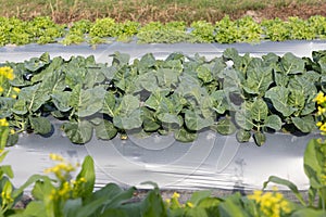 Farmers use plastic films for weed control in vegetable garden