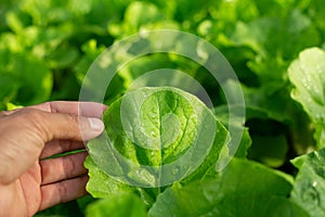 Farmers are using a hand to inspect the leaves of vegetables