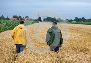 Farmers walking in wheat field