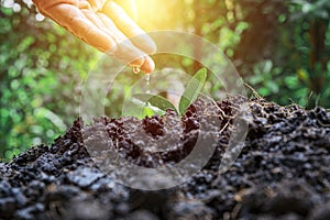 Farmers are watering small plants by hand with the concept