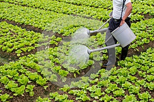 Farmers are watering vegetable gardens in china.