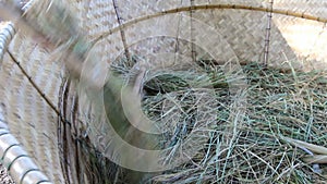 Farmers winnowing rice by hand