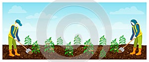 Farmers at work in field. tomatoes rows. vector illustration of farm workers digging, loosening tomato plantation. horizontal