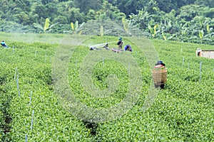 Farmers work on tea field, Bao Loc, Lam Dong, Vietnam