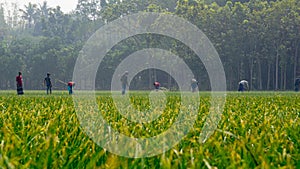 Farmers are working in the agricultural fields of Bangladesh. Agriculture in South Asia. Farmers are working in vast fields.