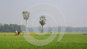 Farmers are working in the agricultural fields of Bangladesh. Agriculture in South Asia. Farmers are working in vast fields.