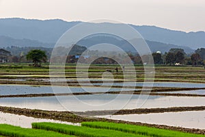 Farmers working in the field of rice with mountain on background