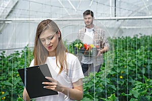 Farmers working in a greenhouse growing vegetables
