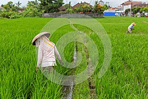 Farmers working in rice field. Agriculture.