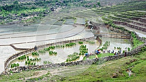 Farmers working on rice fields in Lao Cai province, Vietnam.