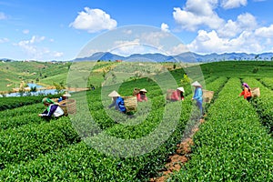 Farmers working on tea farm at Bao Loc highland, Vietnam