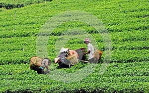 Farmers working on the tea field in Chaudok, Vietnam