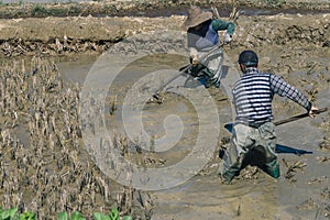 Farmers  working on terraced rice fields in the morning