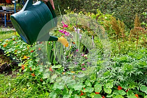 Farmet watering flowerbed on hot summer day.