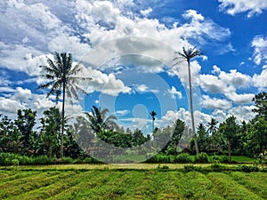 Farmfield in indonesia