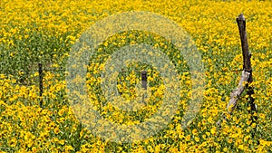 Farmfield with yellow flowers