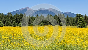 Farmfield with yellow flowers photo