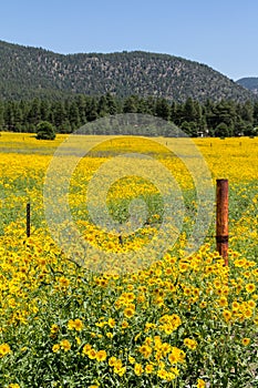 Farmfield with yellow flowers photo