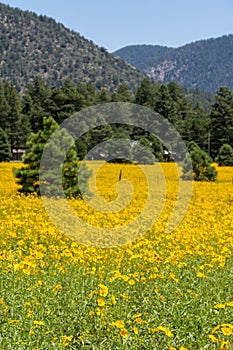 Farmfield with yellow flowers photo