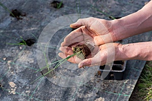 Farmhand transplanting leek seedlings