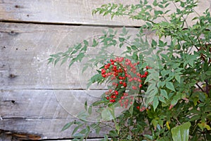 Farmhouse barn wood with red berries