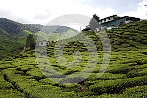 Farmhouse in cameron highlands, tea plantations