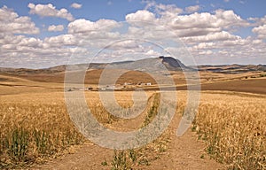 Farmhouse in a cornfield