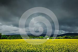 Farmhouse in Fields of Mustard