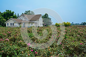 Farmhouse in flowering fields on sunny summer day