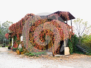 Farmhouse full of ivy creeper in autumn in red, yellow and green plant decoration