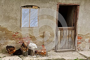 Farmhouse with hens