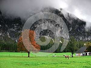 Farmhouse with horse, Totes Gebirge, Austria