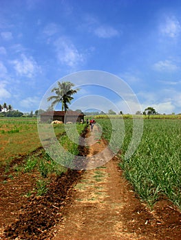 Farmhouse Path