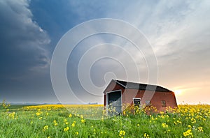 Farmhouse on rapeseed field at sunset