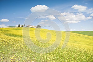 Farmhouse on top of the Val D\'Orcia hills full of yellow flowers