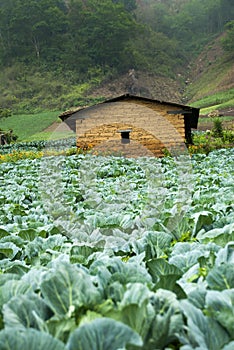 Farmhouse and vegetable fields