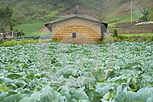 Farmhouse and vegetable fields