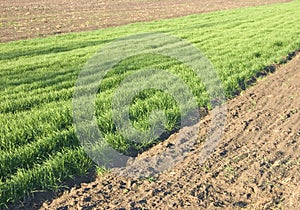 Farming photo